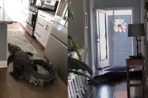 Tras ver el caimán en su casa, la señora llamó al 911