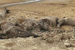 Caballos Muertos en Arizona