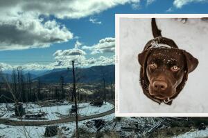 Promo frío mascotas.jpg