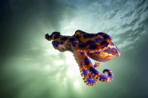 The hovering blue ringed octopus