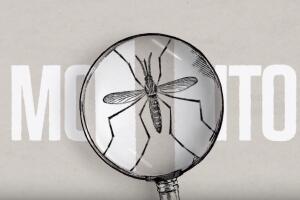Mosquito Google