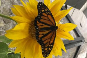 UNA DOCENA DE FLORES PARA MAMA /IMG_1749.JPG