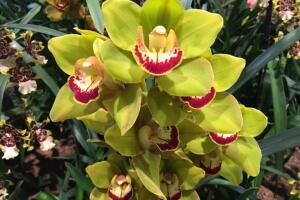 Orquideas Longwood Gardens 5