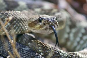 serpiente venenosa mordido texas 