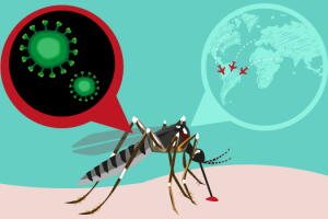 mosquito-aedes-transmite-zika-1.jpg