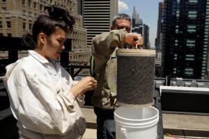 Beekeepers Andrew Cote and Hannah Baek remove a container holding a large swarm of bees that they had removed from a building in the Times Square district of New York