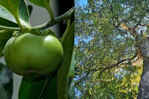arbol manchineel peligroso mundo florida