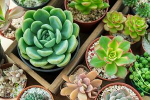suculentas.jpg