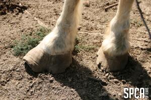 SPCA crueldad animal Texas