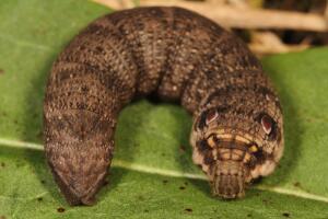 oruga-de-polilla-de-halcon-de-elefante_2.jpg