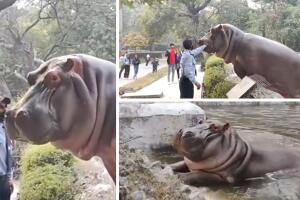 collage_hipopotamo_intenta_escapar_zoologico_guardia_lo_detiene.jpg