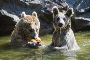 Osos pardos combaten el calor en el Zoo de Servion