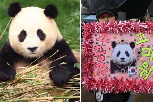 Fu Bao fue despedida por miles de personas en Corea del Sur los primeros días de abril de 2024