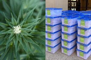 Marihuana en la boleta electoral de noviembre