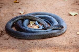 Black Mamba Snake .jpg