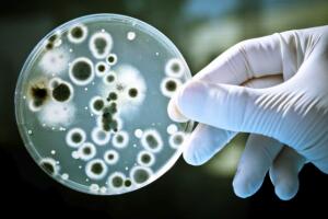 curiosidades_sobre_as_bacterias.jpg
