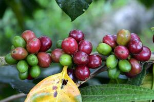 PERU-VRAEM-COFFEE-COCOA