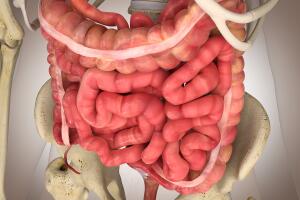 intestino-1400x800-0117.jpg