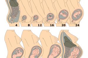 embarazo-desarrollo-cuerpo.jpg