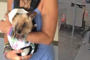 Muere Bart perro pateado Michael Langman Venice Beach $30,000 tratamiento