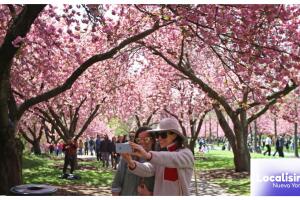 Los mejores 5 sitios para ver los cerezos en flor en NYC
