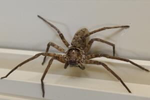 arana-huntsman_1.jpg