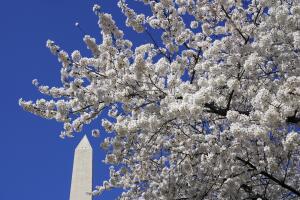 -cherry-blossom-fechas-clave-washington-dc.jpg