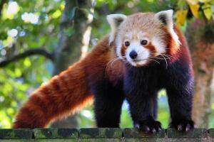 animales-modelos7.jpg