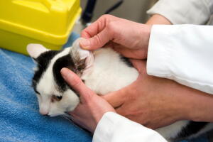 como-limpar-orelha-de-gato-2.jpg