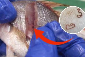 SAN JOSÉ, CA.- En la actualidad, médicos han reconocido más de 250 enfermedades transmitidas por alimentos, en su mayoría infecciones causadas por diversas bacterias, virus y parásitos. 