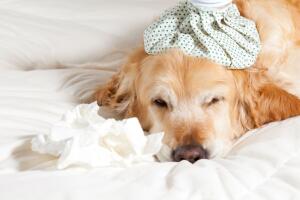 gripe-canina-2.jpg