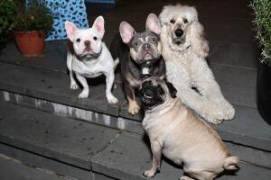 Expertos sugieren evitar el contacto de tu mascota con más perros