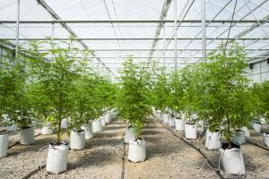 Marijuana Grow Near Albany For State's Legal Medical Marijuana Dispensaries