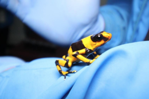 ranas3.PNG