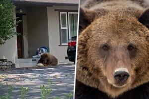 Se cree que era un oso negro ya que los grizzlies se extinguieron en la década de 1920 en California.