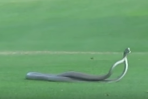 mambas-negras-video-golf_2.png