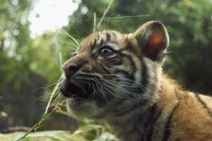 Tiger Triplets Debut At Taronga Zoo