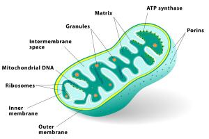 Partes de una mitocondria