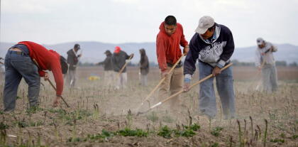 FILE In this file photo taken April 27, 2009, Latino workers till an asparagus field near Toppenish, Wash., on the Yakama Indian Reservation. Bringing unlikely allies together, a measure being backed by both farmers and immigrant advocacy groups is hoping to slow down the use of a federal immigration program that check's a workers eligibility to work in the U.S. Known as E-Verify, the program has been adopted by 11 cities in Washington state. (AP Photo/Elaine Thompson, File)
