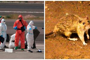 hantavirus.maryland.jpg