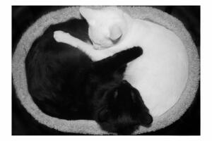 gatos-tin-y-yang.jpg