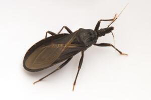 Mosquito barbeiro