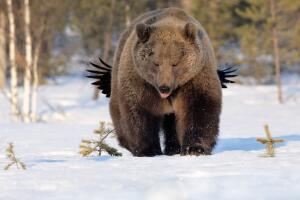 2017 Comedy Wildlife Photography Awards - Final 40