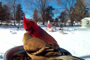 CardinalGoldfinch.jpg