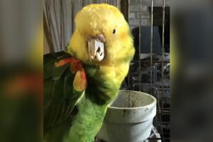 ANIMALES/HOUSTON SPCA1.jpg