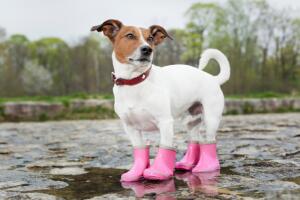 cachorro-chuva.jpg