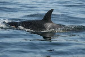 baleia-orca-filhote-08-18-1400-800.jpg