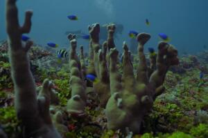 In the heart of the Indian Ocean atolls. Aboard a scientific expedition_79150-2x.jpg