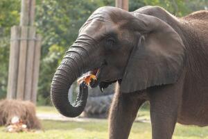 Zoo JAcksonville/E8lsAkvXoAgEn4S.jpeg