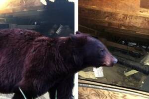 Placer Bear Damage.jpg